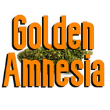 Golden Amnesia